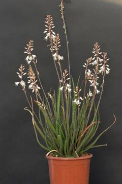 آلوئه آلبیفلورا